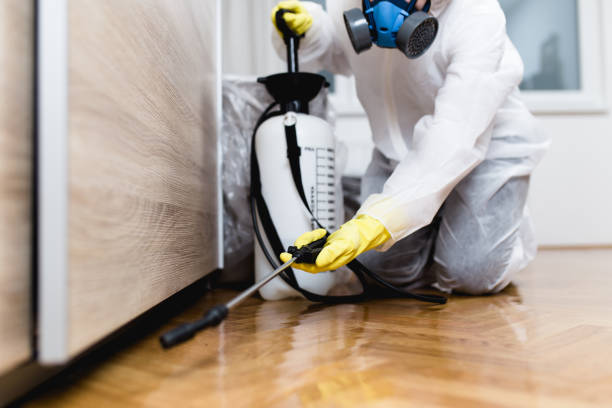 Best Flea Control Services  in El Verano, CA